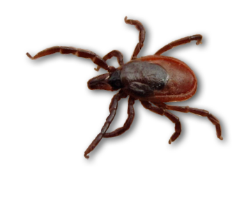 img-top.png