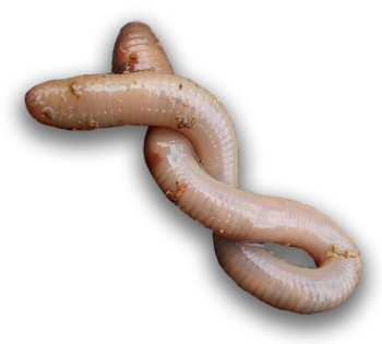 img-top.png