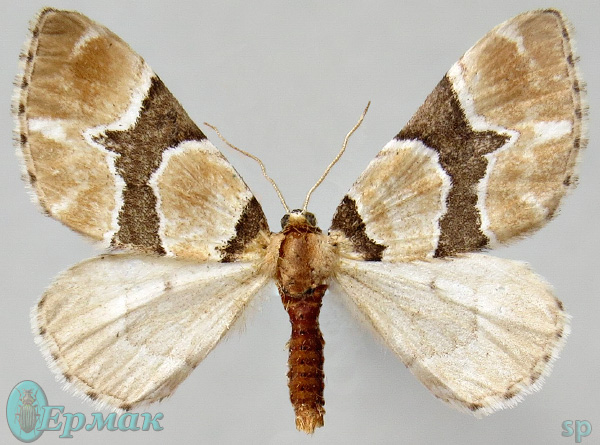 Бабочки западной сибири фото с названиями