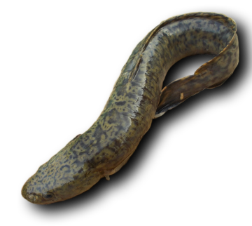 img-top.png