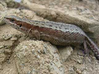 sauria