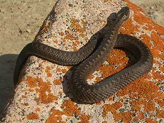 serpentes